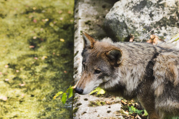 Wolf in the Forest , Eurasian Wolf (Canis lupus lupus) Close-Up Portrait in Natural Habitat	
