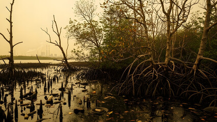 Mangrove forest with tangled roots and water reflections under a hazy sky