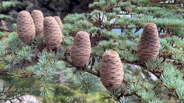 Cones on the Kiliya fir tree at the top of the branches, standing upright, in Turkey on Mount Babadag. Cones of the Nordmann fir. An evergreen coniferous tree with needles and cone-shaped cones. 4К