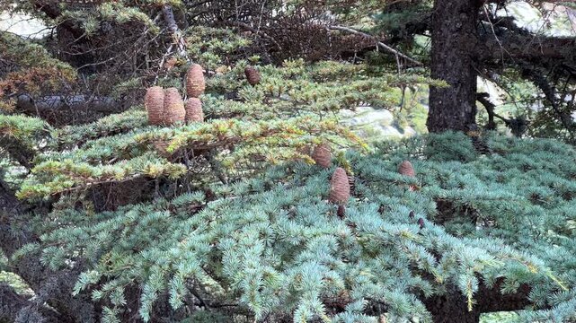 Cones on the Kiliya fir tree at the top of the branches, standing upright, in Turkey on Mount Babadag. Cones of the Nordmann fir. An evergreen coniferous tree with needles and cone-shaped cones. 4К