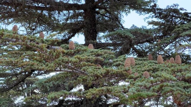 Cones on the Kiliya fir tree at the top of the branches, standing upright, in Turkey on Mount Babadag. Cones of the Nordmann fir. An evergreen coniferous tree with needles and cone-shaped cones. 4К