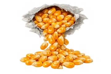 Pouring corn kernels from ripped paper bag simulating abundance and harvest, raw seeds for farming and food production, transparent background