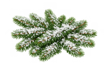 Evergreen spruce tree branch covered with fresh white snow on transparent background, symbolizing winter holidays and christmas