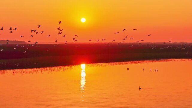 At sunset, a flock of cranes fly over the wetlands, migratory birds of Poyang Lake