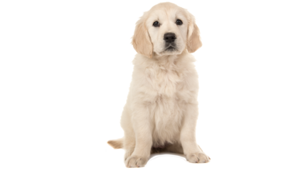 cute dog, pet dog, labrador retriever, cute retriever, adorable dog, cute pet, family pet, cute, dog, png, sweet dog, loyal animal, playful dog