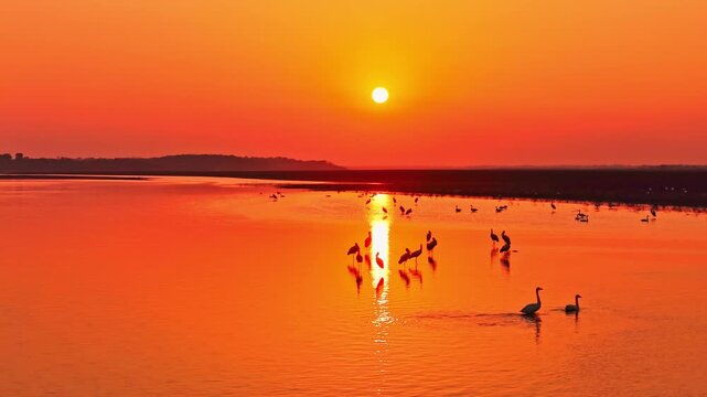 At sunset, a flock of cranes in the lake, migratory birds of Poyang Lake