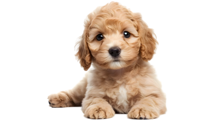 Goldendoodle puppy, cute dog, pet dog, cute Golden doodle puppy, adorable dog, cute pet, family pet, cute, dog, png, sweet dog, loyal animal, playful dog