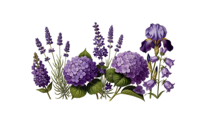Vibrant purple floral arrangement isolated on transparent background, isolated on white background