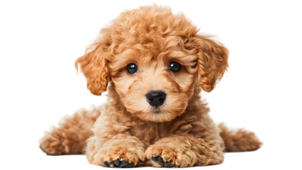 Goldendoodle puppy, cute dog, pet dog, cute Golden doodle puppy, adorable dog, cute pet, family pet, cute, dog, png, sweet dog, loyal animal, playful dog