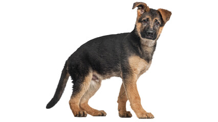 Obraz premium cute puppy, cute dog, puppy Shepherd, german Shepherd, dog, png on transparent background