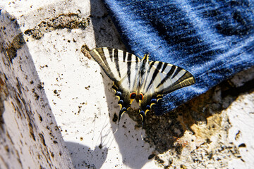 Papilio machaon, also known as the Old World swallowtail or simply swallowtail. beautiful buttefly on a blue shirt