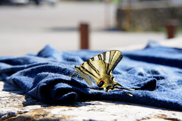 Papilio machaon, also known as the Old World swallowtail or simply swallowtail. beautiful buttefly on a blue shirt