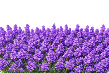 Lavender flowers creating a bottom border design, showing vibrant purple florets and green foliage with a transparent background