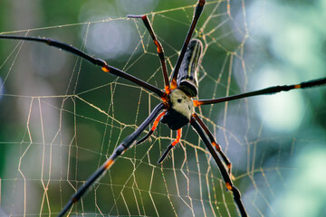 Spider Nephila pilipes on her web. Famous and big spider in asia