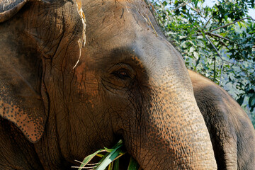 thai elephant near chiang mai