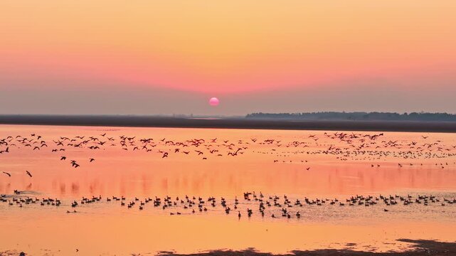 At sunset, flocks of migratory birds, swans, and geese take flight over Poyang Lake.