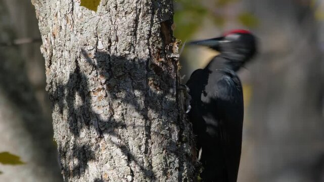 A large black woodpecker, identifiable by its entirely black plumage and red crown, clings to a tree trunk in a natural forest habitat. The photo was taken in the Southern Urals region of Russia.