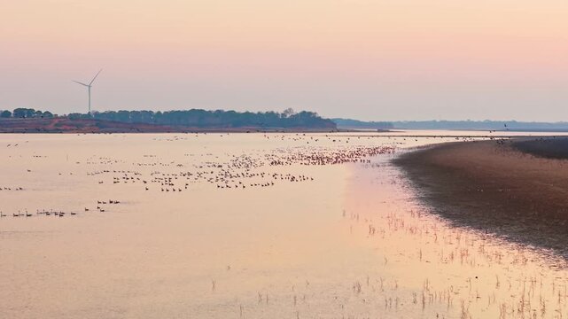 At sunset, flocks of migratory birds, swans, and geese take flight over Poyang Lake.