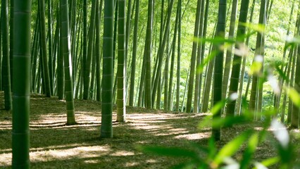 A serene bamboo forest with tall green stalks and dappled sunlight filtering through the canopy