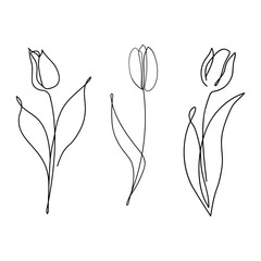 A single line drawing of a tulip. A set of abstract, minimalist tulips. Black and white doodles.