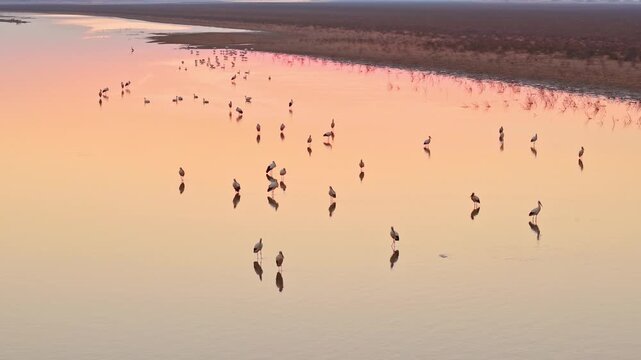 At sunset, a flock of cranes in the lake, migratory birds of Poyang Lake