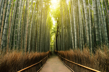 Bamboo Forest in Kyoto, Japan