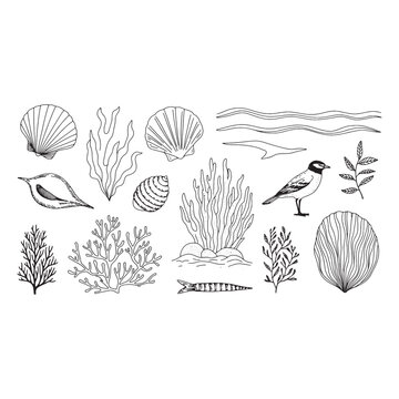 Black and white line of seashells, birds, plants, and ocean waves line seashells scallop sparrow