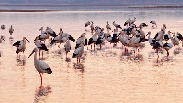 At sunset, a flock of cranes in the lake, migratory birds of Poyang Lake