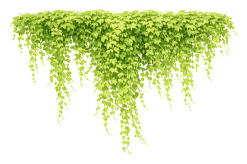 Green ivy leaves creating natural hanging border, fresh foliage growing, climbing plant with transparent background