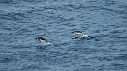 Two Penguins Jumping Out of the Ocean Water Porpoising in Antarctica. Gentoo Penguins Swimming View...
