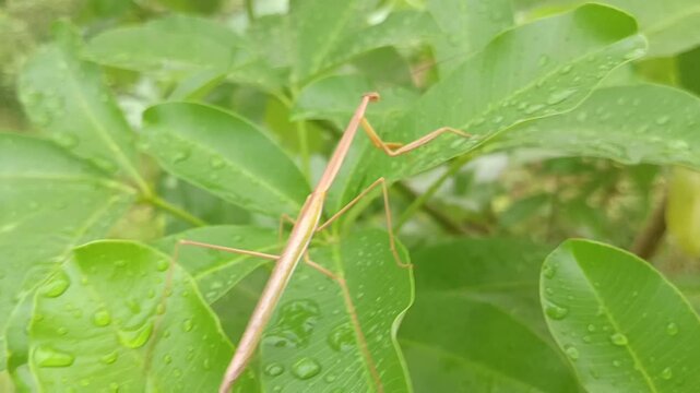 brown praying mantis on the leaf