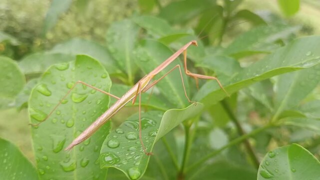 brown praying mantis on the leaf