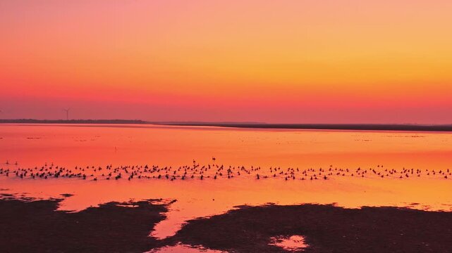 At sunset, flocks of migratory birds, swans, and geese take flight over Poyang Lake.
