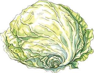 Obraz premium Watercolor Frisée Endive Curly Lettuce Fresh Illustration
