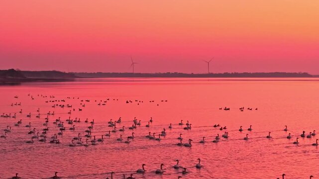 At sunset, flocks of migratory birds, swans, and geese take flight over Poyang Lake.