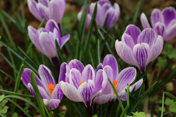 Obraz premium Flowering purple and white blossoms of “King of the striped” Crocus in the flowerbed. Springtime flowers 