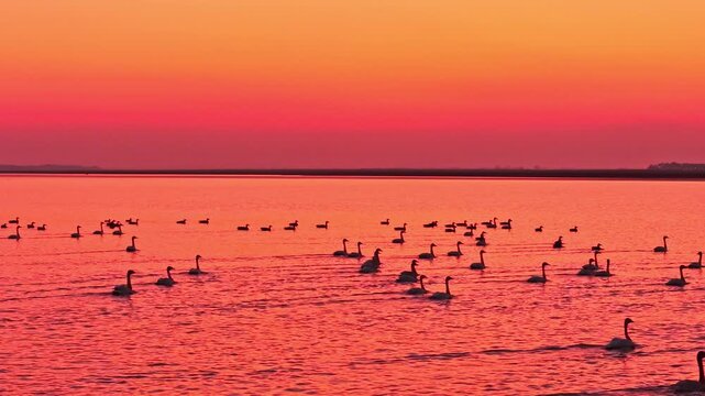 At sunset, flocks of migratory birds, swans, and geese take flight over Poyang Lake.