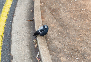 Outdoor view on a suburban street of the Australian magpie bird in Adelaide