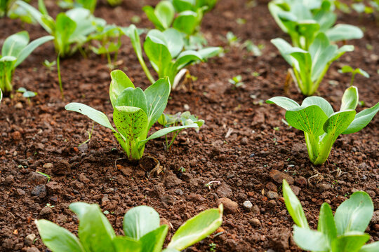 Fresh green pak choy plants growing in soil at a vegetable farm. Young bok choy leaves in neat rows under natural daylight, representing organic farming, agriculture, sustainability, and healthy food.