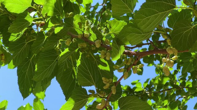 White mulberry on a tree in Turkey. Morus alba, weisse Maulbeere. Close-up of white mulberry fruits on a tree branch among green leaves, trees on a sunny day. 4К