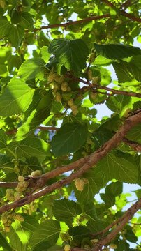White mulberry on a tree in Turkey. Morus alba, weisse Maulbeere. Close-up of white mulberry fruits on a tree branch among green leaves, trees on a sunny day. 4К