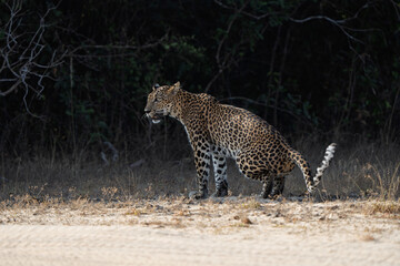 Obraz premium A Sri Lankan leopard (Panthera pardus kotiya) stalking through the dry zone forest in Wilpattu National Park