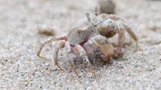 Close Up of a Small Ghost Crab Moving Across Sandy Beach