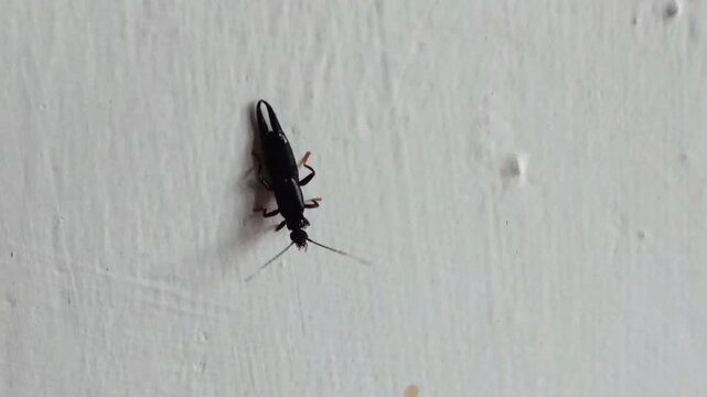 Chelisoches morio, black ear mites on white wall surfaces, Bites contain a dangerous poison called pederin which causes skin irritation and stinging.