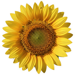 Fototapeta premium Vibrant sunflower in full bloom 