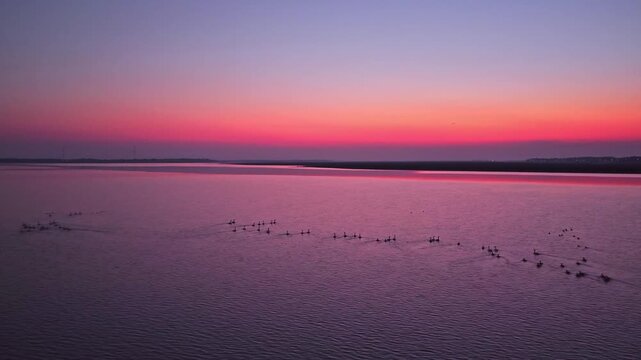 At sunset, flocks of migratory birds, swans, and geese take flight over Poyang Lake.