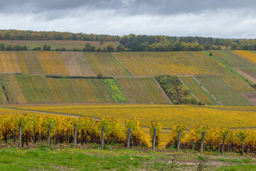 Chablis vineyards showing autumn colors in Bourgogne