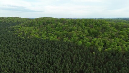 Fototapeta premium Green tree canopy from aerial perspective