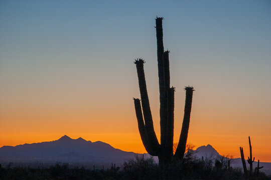 cactus in sunset at the desert near Tucson