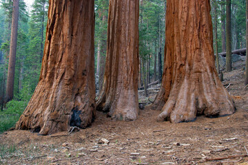 Fototapeta premium detail of three huge old sequoia trees in sequoia national park